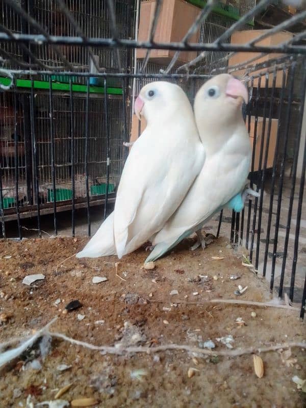 *_1(Masha Allah home breed birds 8