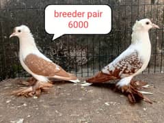 fancy pigeon | kabutar| Jacobin|  frillback saddle | amarican fantail|