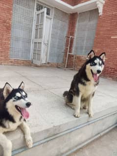 Siberian Husky pair (wooly coat)