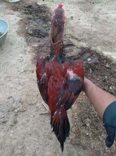 Aseel mianwali |Aseel Murga | Mianwali Murga| Aseel Hen | Hen for sale