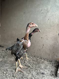 pure Turkish hint x burmi female chicks age 2.5 months