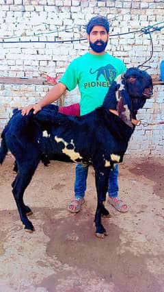 Breeder Bakra Age 8 dant . . . . . . . . For sale