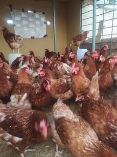 lohmann brown / Lohman  Fresh stater Eggs laying hens murghi Available