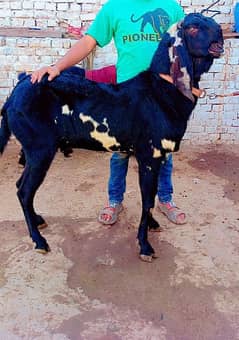 Breeder Bakra Age 8 dant . . . . . . . . For sale cont. . 03049913039