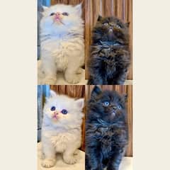 Blue eyes black and white / Punch face kittens / Persian cat for sale