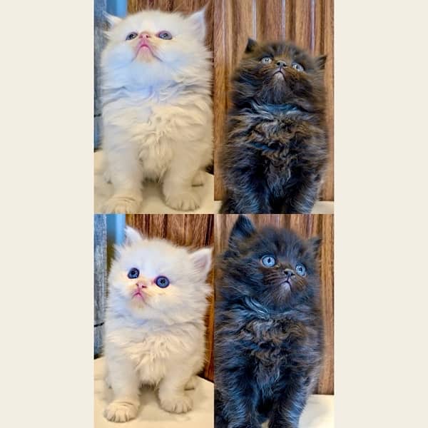 Blue eyes black and white / Punch face kittens / Persian cat for sale 0