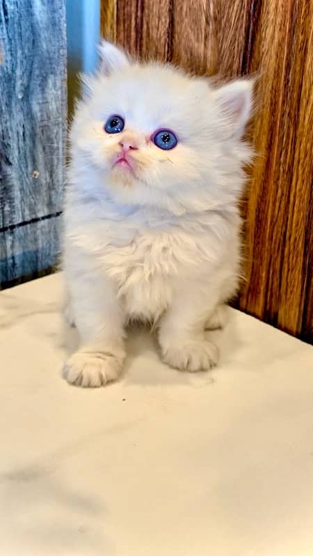 Blue eyes black and white / Punch face kittens / Persian cat for sale 1