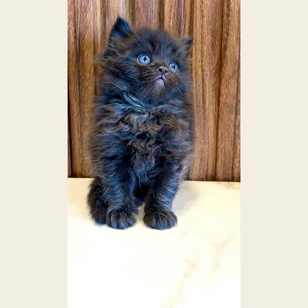 Blue eyes black and white / Punch face kittens / Persian cat for sale 2