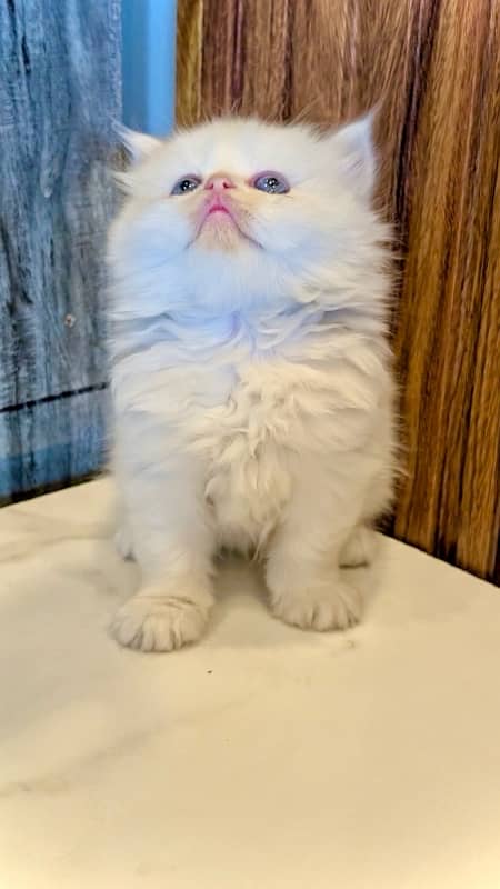 Blue eyes black and white / Punch face kittens / Persian cat for sale 3