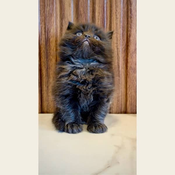 Blue eyes black and white / Punch face kittens / Persian cat for sale 4