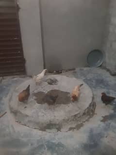 5 egg laying hen  انڈے دینے والی مرغیاں