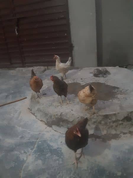 5 egg laying hen  انڈے دینے والی مرغیاں 1