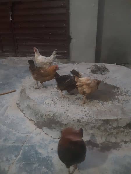 5 egg laying hen  انڈے دینے والی مرغیاں 2