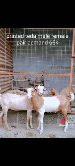 Teda goats