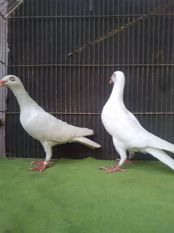 Danish breeder pair for sale 0