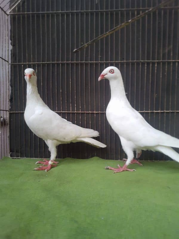 Danish breeder pair for sale 1