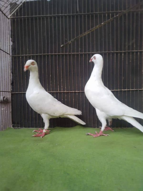 Danish breeder pair for sale 2