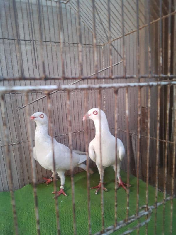 Danish breeder pair for sale 5