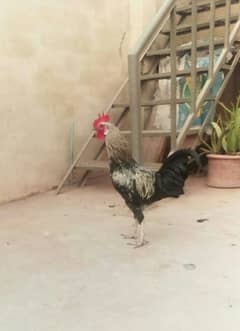 breeder Murgha for sale