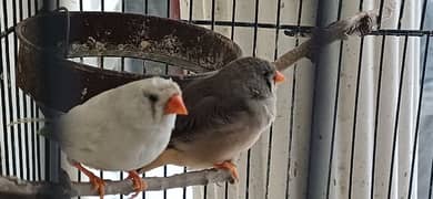 zebra finch