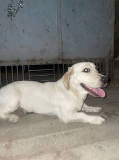 Female Apple head Labrador