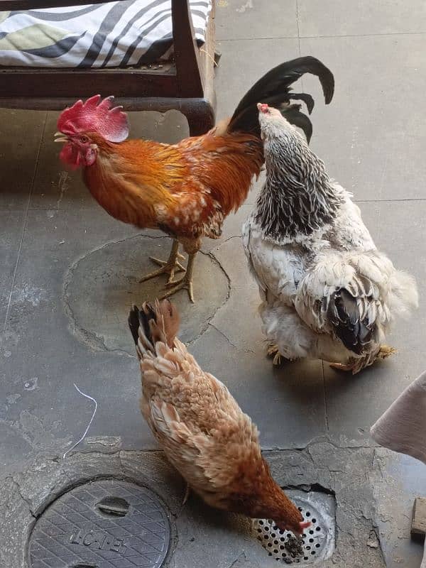 3 desi hens 0