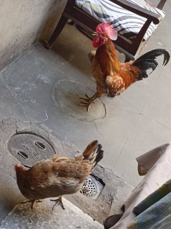 3 desi hens 1