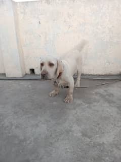 lebrador 6 month age pure breed