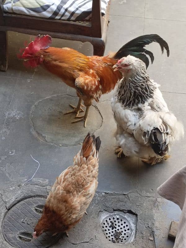 3 desi hens 5