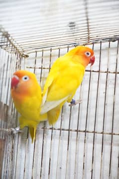 love bird lutino personata red eyes /blue