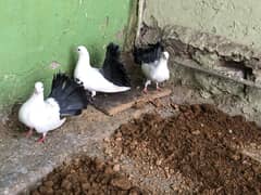 Black tail breader pair and one chick