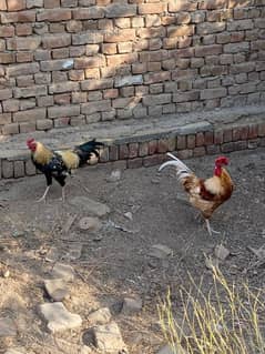 Ghar ke desi murghay or desi eggs for sale