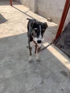 afghan kuchi male puppy