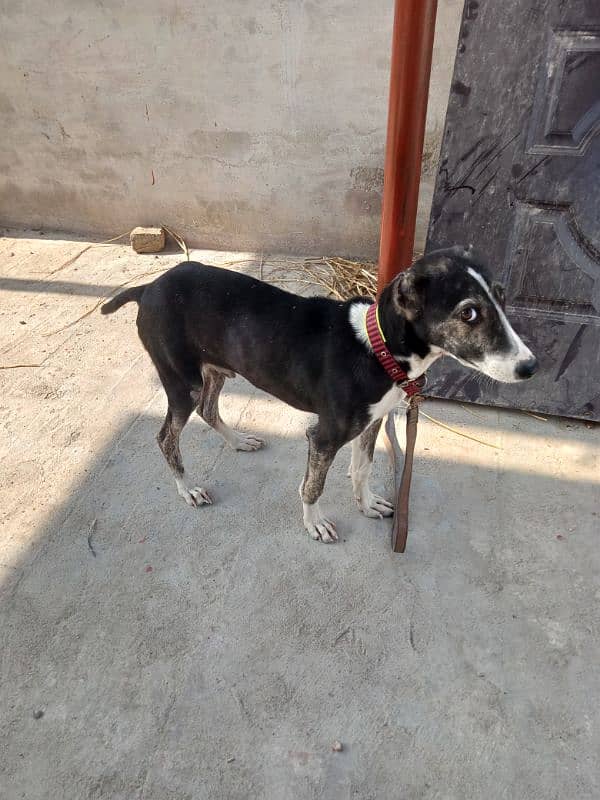 afghan kuchi male puppy 1