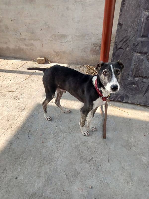 afghan kuchi male puppy 2