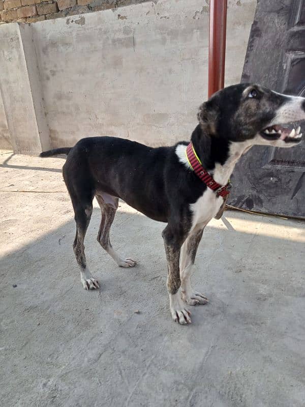 afghan kuchi male puppy 3