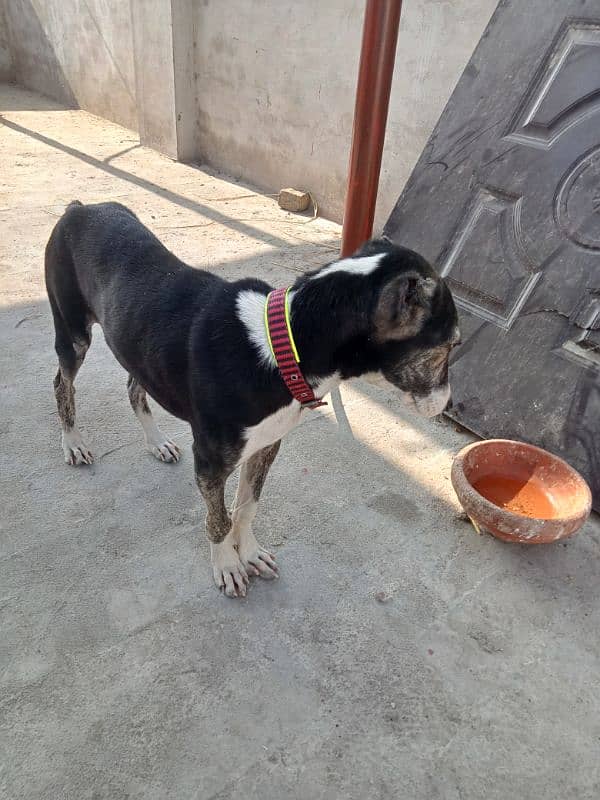 afghan kuchi male puppy 4