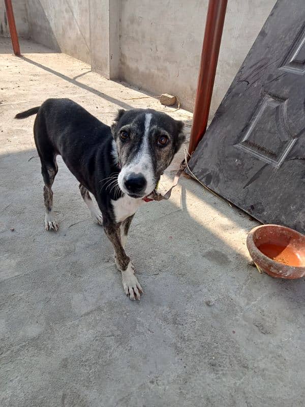 afghan kuchi male puppy 5