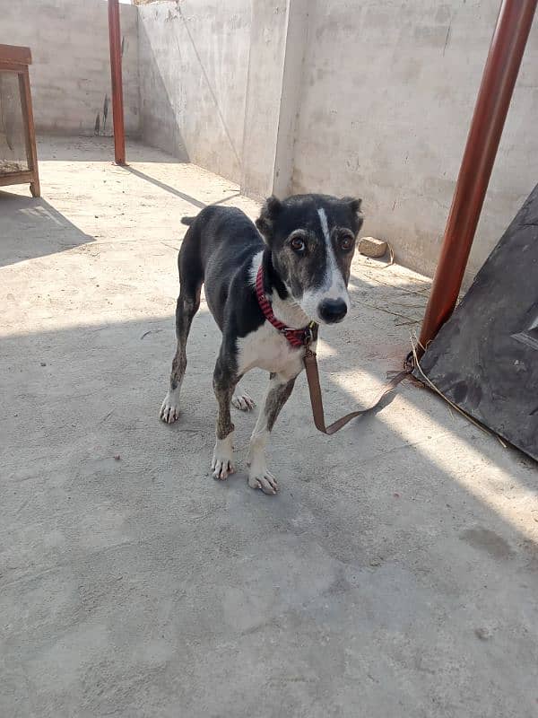 afghan kuchi male puppy 6