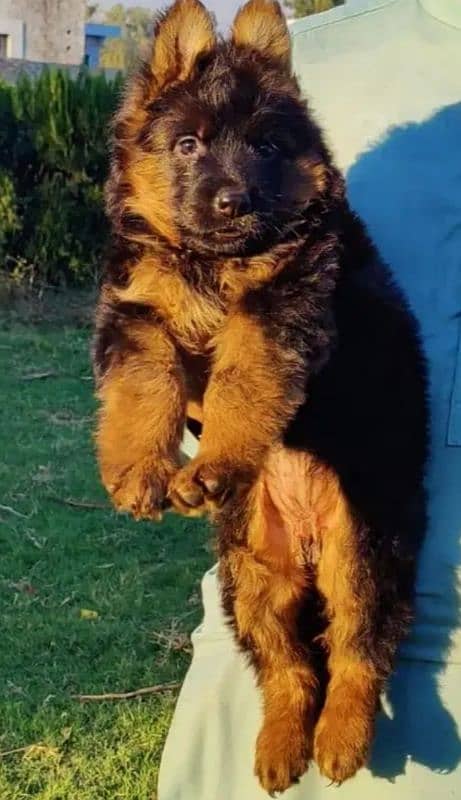 German Shepherd puppies 03263607292 1