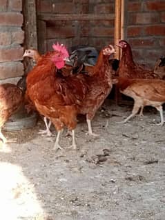 golden Misri hens