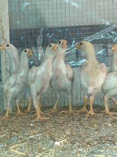 white shamo chiks for sale