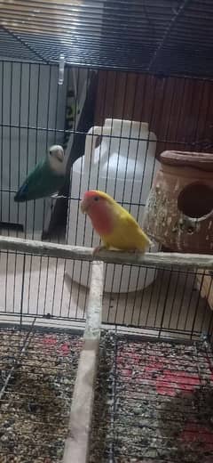 2 rosi colli hay female aur 1 lutino hay male 03239296032wts