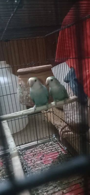 2 rosi colli hay female aur 1 lutino hay male 03239296032wts 2