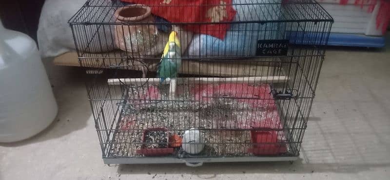 2 rosi colli hay female aur 1 lutino hay male 03239296032wts 3