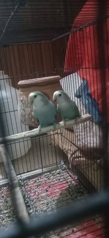 2 rosi colli hay female aur 1 lutino hay male 03239296032wts 5