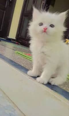 beautiful persian kitten male for sale