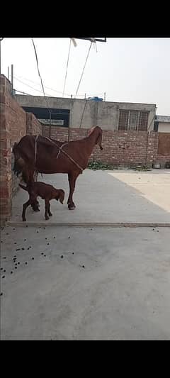 bethal bakri