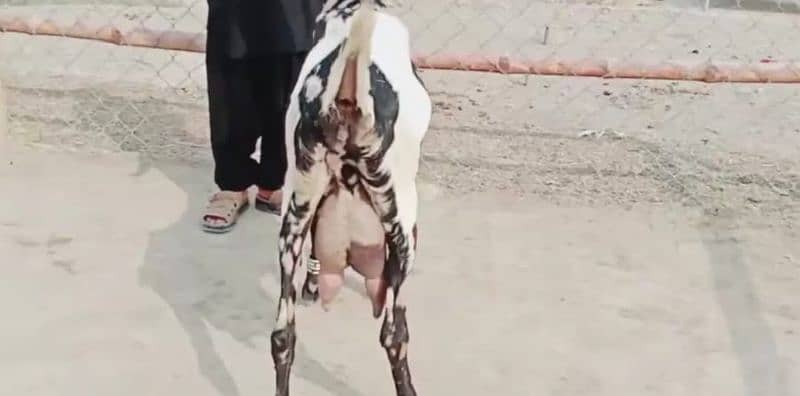 2 bacche wali Shera print Bakri for sale. 03277559164 0