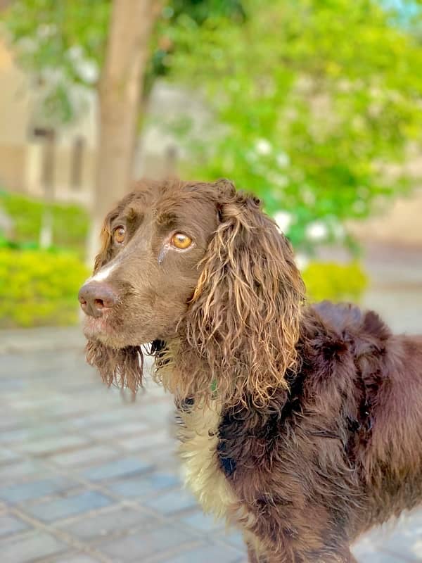 Cocker spaniel dog male 2